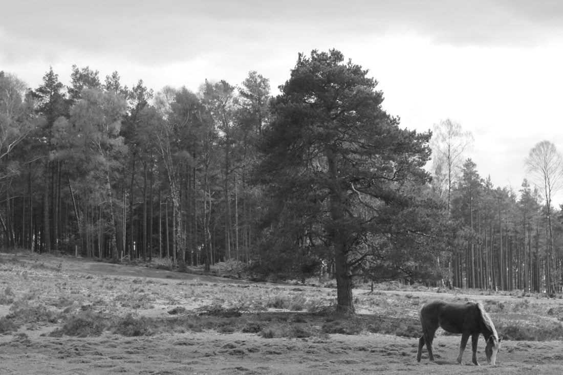 Blackwater Arboretum & Tall Trees Trail