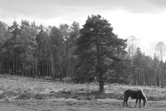 Blackwater Arboretum & Tall Trees Trail